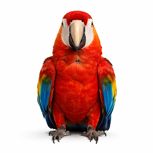 bird care home remedies