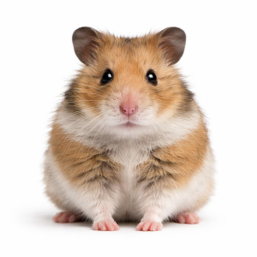 pet care home remedies