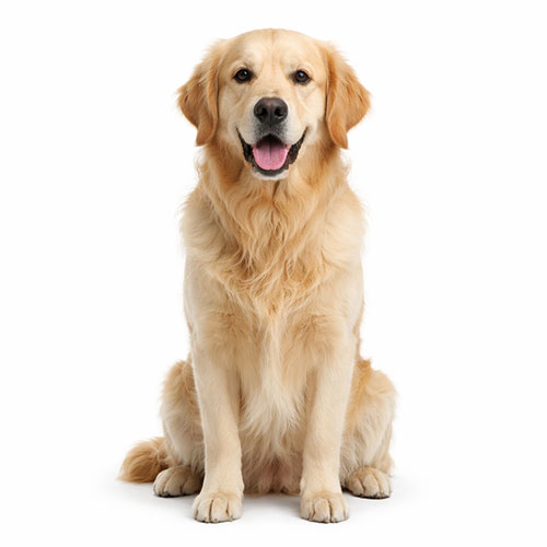 dog care home remedies