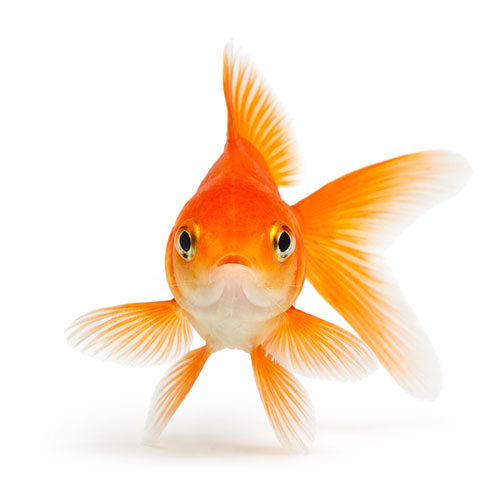 fish care home remedies