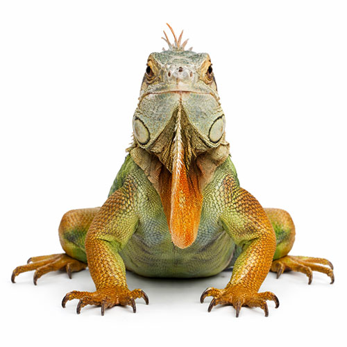 reptile care home remedies